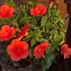 Meet your Posher, Sabrina